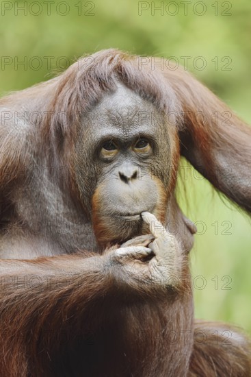 Bornean orangutan (Pongo pygmaeus), female, captive, occurring on Borneo