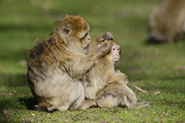 Barbary macaque or magot (Macaca sylvanus), female with young animal grooming, captive, occurring in Morocco, Algeria and Gibraltar