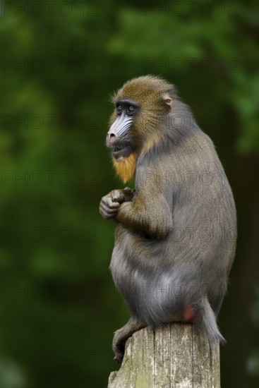 Mandrill (Mandrillus sphinx), female, endangered species, captive, occurrence in Central Africa