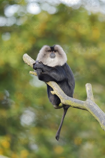 Bearded monkey or Wanderu (Macaca silenus) sits on a branch, captive, native to India