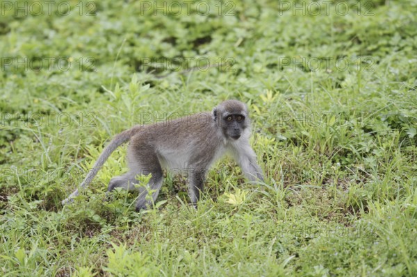Java monkey (Macaca fascicularis), juvenile, captive, occurrence in Southeast Asia