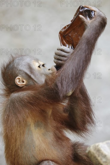 Bornean orangutan (Pongo pygmaeus), young animal drinking from a bottle, captive, occurring on Borneo