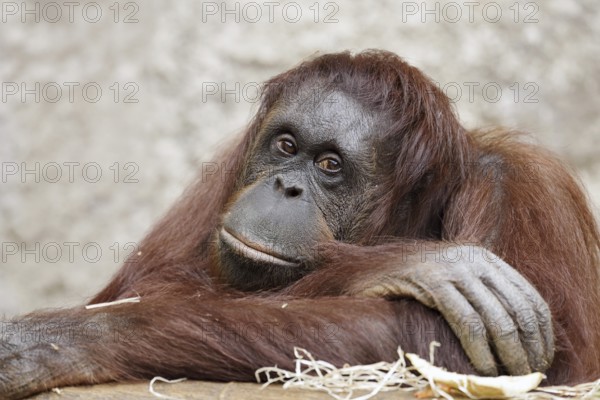 Bornean orangutan (Pongo pygmaeus), female, captive, occurring on Borneo