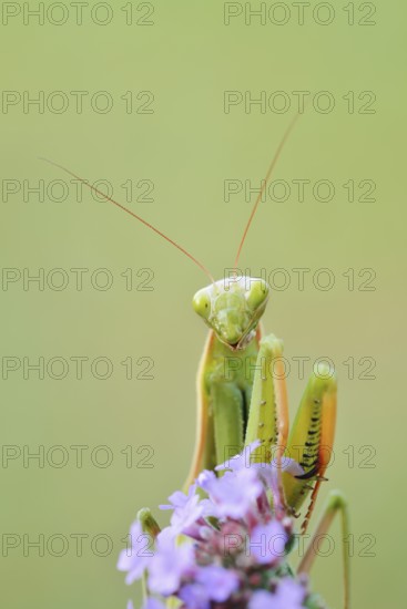 European mantis (Mantis religiosa), male, Haut-Rhin, Alsace, France