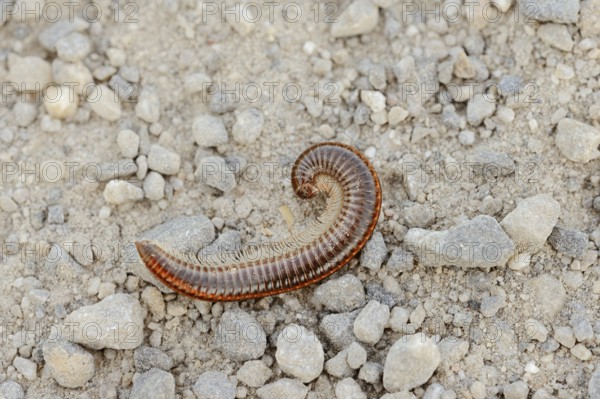 Sandstripe millipede or common two-stripe millipede (Ommatoiulus sabulosus), North Rhine-Westphalia, Germany