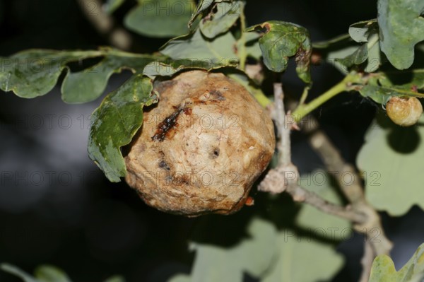 Oak sponge gall wasp (Biorhiza pallida), gall on an oak branch, North Rhine-Westphalia, Germany