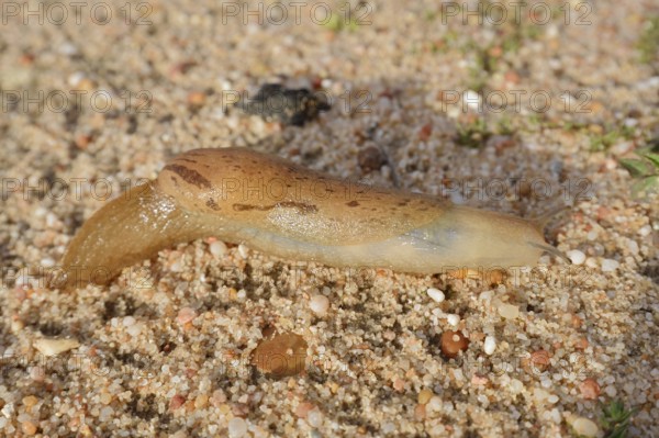 Nudibranch (Parmacella valencienni), Algarve, Portugal
