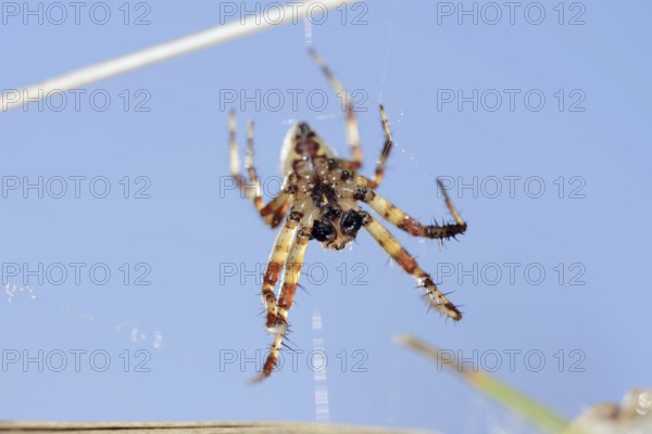 Four-spotted cross spider (Araneus quadratus), male, North Rhine-Westphalia, Germany