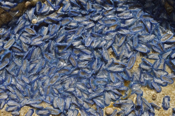 Sail jellyfish (Velella velella, Velella lata) on a stone in a tidal pool, Majorca, Balearic Islands, Spain