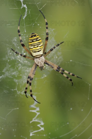 Wasp spider (Argiope bruennichi), female in web, North Rhine-Westphalia, Germany