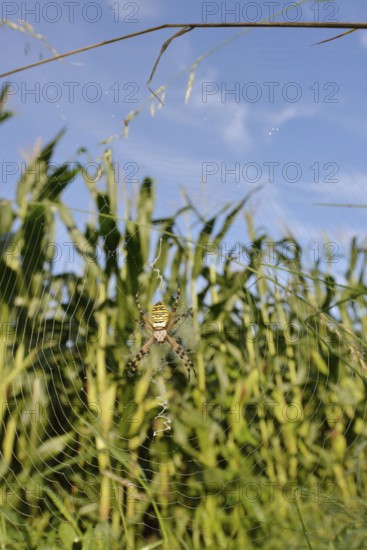Wasp spider (Argiope bruennichi), female in a web at the edge of a maize field, North Rhine-Westphalia, Germany