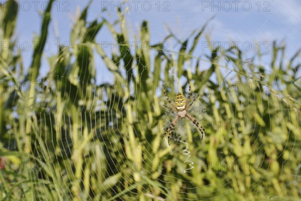 Wasp spider (Argiope bruennichi), female in a web at the edge of a maize field, North Rhine-Westphalia, Germany