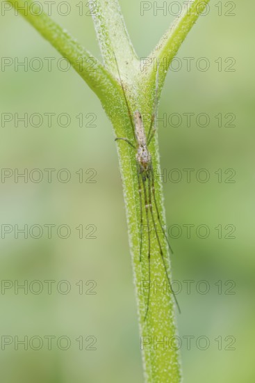 Mountain spider (Tetragnatha montana), male, North Rhine-Westphalia, Germany