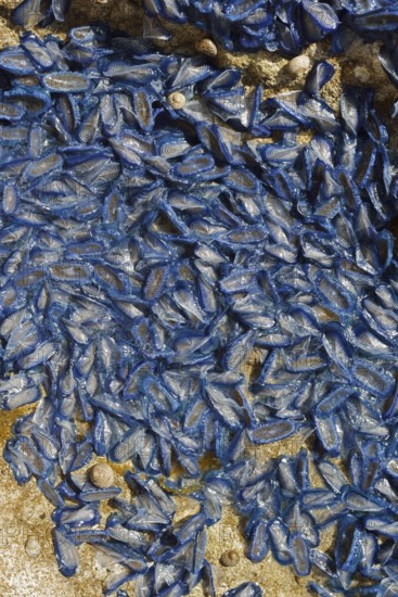 Sail jellyfish (Velella velella, Velella lata) on a stone in a tidal pool, Majorca, Balearic Islands, Spain