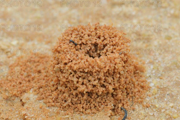 Harvester ant (Messor spec.), entrance of ant nest, Algarve, Portugal