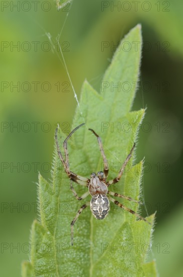 Reed spider or reed web spider (Larinioides cornutus), male, North Rhine-Westphalia, Germany