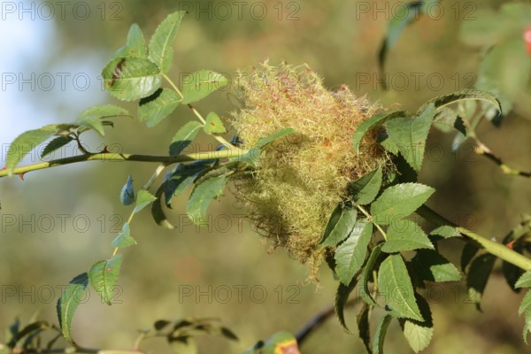 Mossyrose gall wasp (Diplolepis rosae, Cynips rosarum), rose gall, North Rhine-Westphalia, Germany