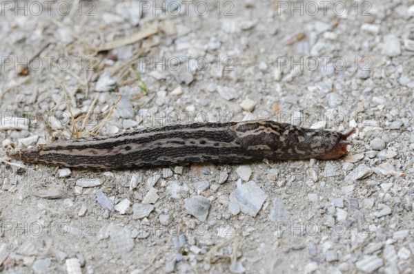 Tiger snail (Limax maximus), North Rhine-Westphalia, Germany