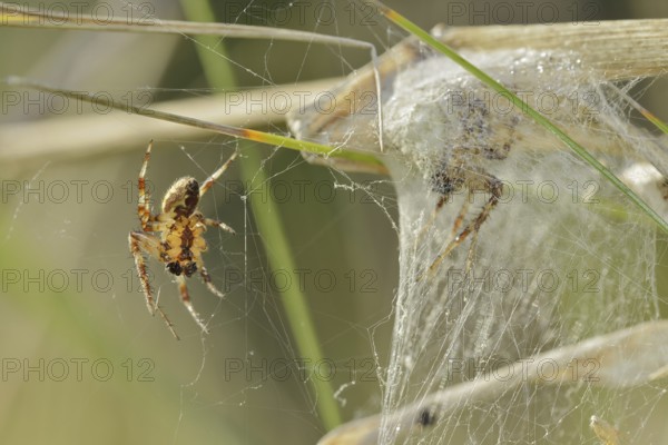 Four-spotted cross spider (Araneus quadratus), male and female, North Rhine-Westphalia, Germany