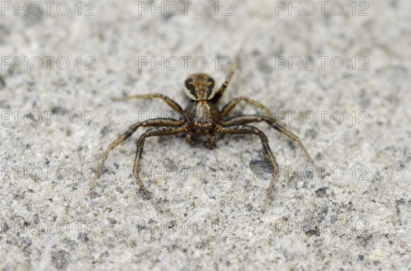 Brown crab spider or bush crab spider (Xysticus Scalloped ribbonfish), male, North Rhine-Westphalia, Germany