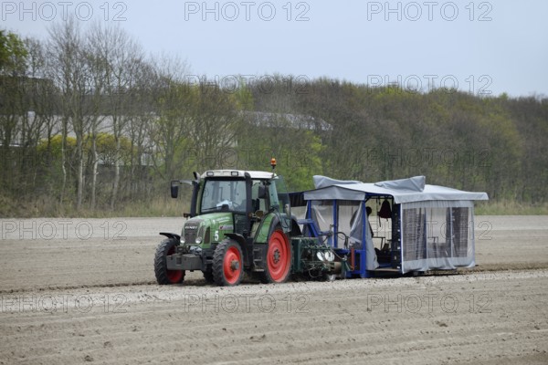 Flower bulbs being planted in a field with a tractor, South Holland, Netherlands