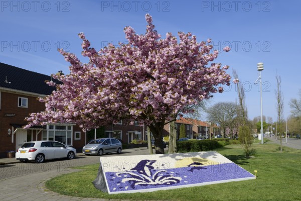 Floral mosaic of hyacinth blossoms and blooming Japanese flowering cherry (Prunus serrulata), De Zilk, South Holland, Netherlands