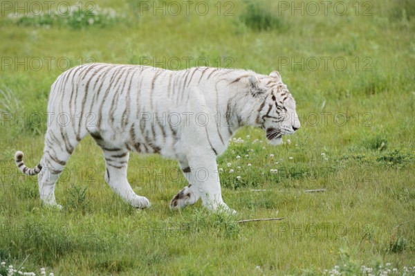 White Bengal tiger (Panthera tigris tigris) walking in a meadow, captive
