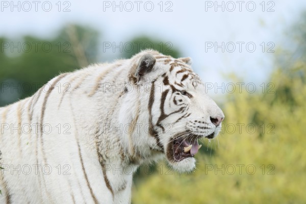 White Bengal Tiger (Panthera tigris tigris), portrait, captive