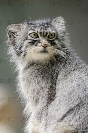 Manul or Pallas's cat (Otocolobus manul, Felis manul), portrait, captive, occurrence in Central Asia