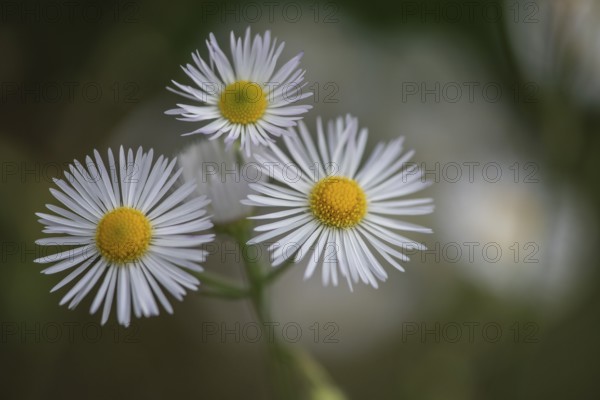 Annual fireweed (Erigeron annuus), Emsland, Lower Saxony, Germany