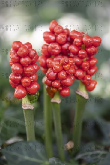 Arum maculatum, fruit stand, Emsland, Lower Saxony, Germany