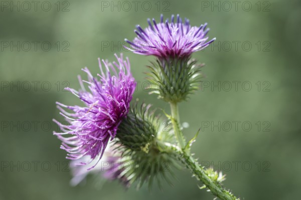 Creeping thistle (Cirsium vulgare), Emsland, Lower Saxony, Germany