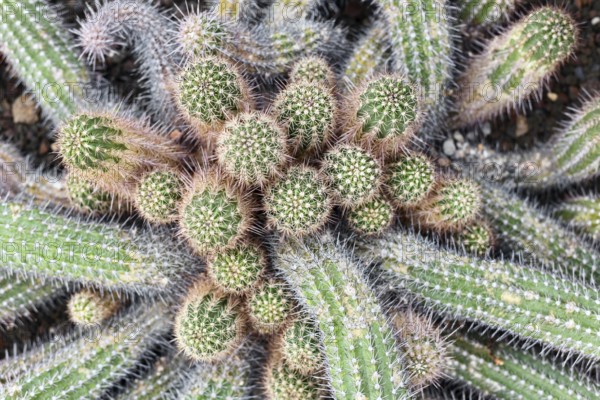 Close up of clustered Echinopsis cactus stems with radial spines. Dense group of ribbed desert plants