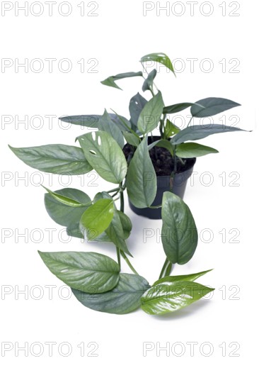 Tropical 'Epipremnum Pinnatum Cebu Blue' houseplant with silver-blue leaves in pot on white background
