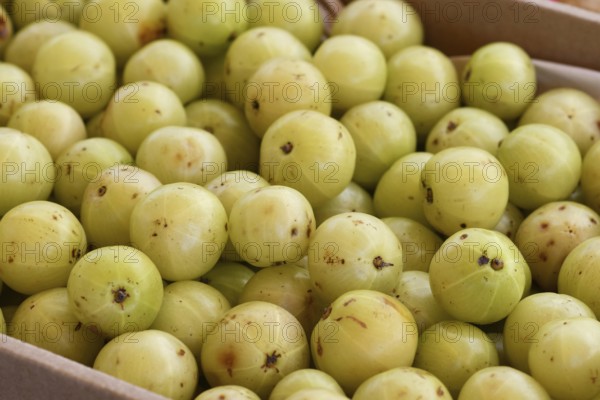 Close up of 'Phyllanthus Emblica' Indian gooseberry fruits at market