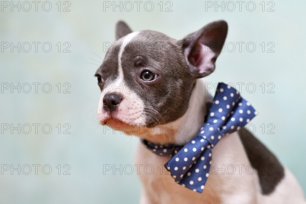 Portrait of pied French Bulldog puppy with bow tie in front of studio background