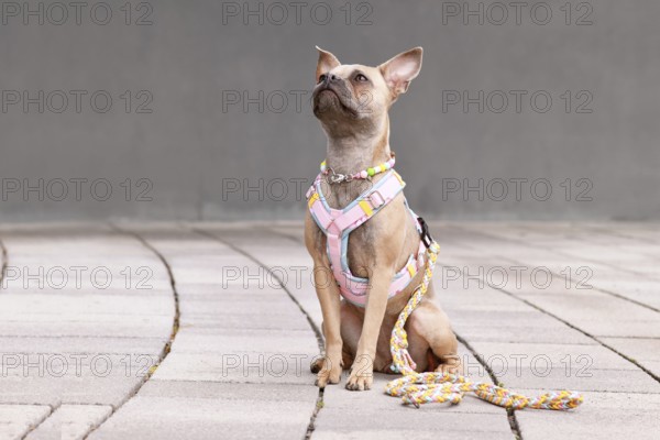 French Bulldog with long healthy nose wearing a y-shaped dog harness, leash and necklace in front of gray wall