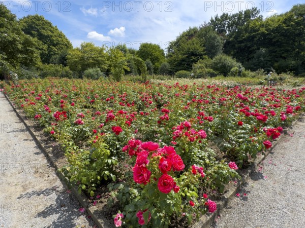 Flower bed with red bed rose (Rosaceae) red roses in rose garden of Grugapark, Essen, North Rhine-Westphalia, Germany