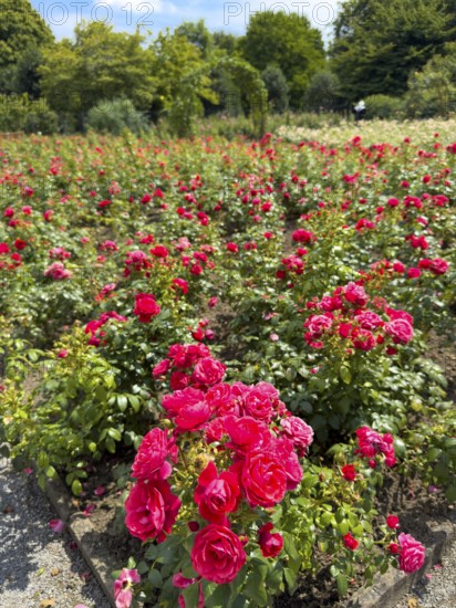 Flower bed with red bed rose (Rosaceae) red roses in rose garden of Grugapark, Essen, North Rhine-Westphalia, Germany