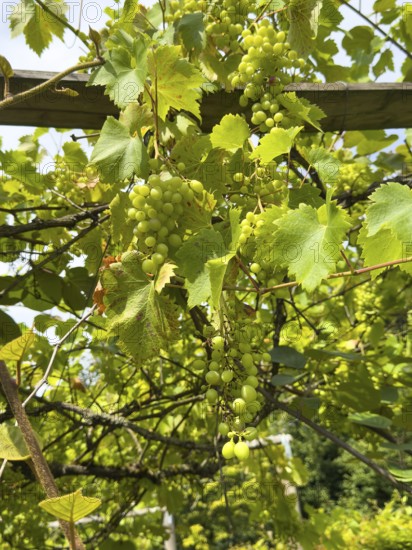 Vines with grapes growing on trellis, Grugapark Essen, North Rhine-Westphalia, Germany