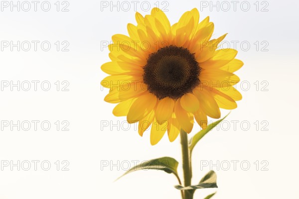Common sunflower (Helianthus annuus), bright yellow, close-up in front of white background, text free space, Marienmünster, Germany