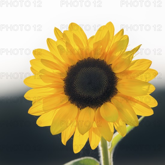 Common sunflower (Helianthus annuus), bright yellow, close-up, Marienmünster, Weserbergland, Germany