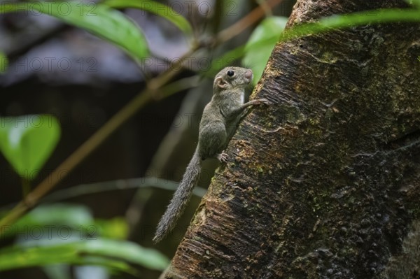 Sunda tree squirrel (Sundasciurus), Lahad Datu, Sabah, Malaysia