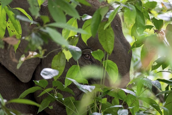 Borneo pygmy elephant (Elephas maximus borneensis), Kota Kinabatangan, Sabah, Malaysia