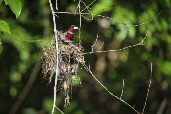 Crimson Broadbill (Cymbirhynchus macrorhynchos), Kota Kinabatangan, Sabah, Malaysia