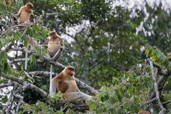 Proboscis monkey (Nasalis larvatus), group, Kota Kinabatangan, Sabah, Malaysia