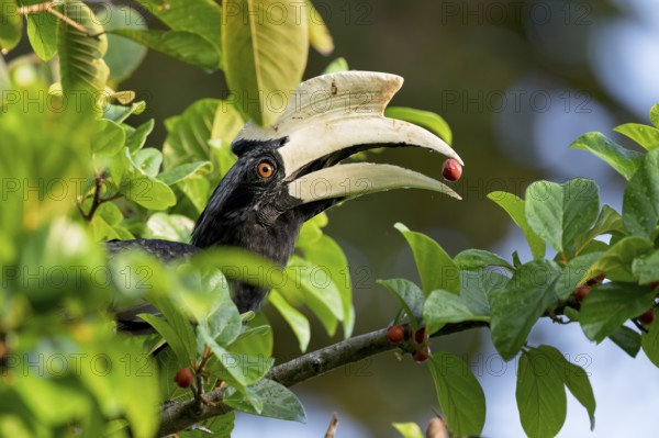 Malayan hornbill (Anthracoceros malayanus), Sandakan, Sabah, Malaysia