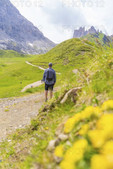 Man walking along a path leading through green meadows with foreground flowers, Alpe di Siusi, Dolomites, South Tyrol, Italy