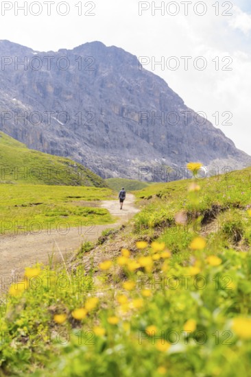 Hikers on a path through flowering meadows in front of a rocky mountain backdrop, Alpe di Siusi, Dolomites, South Tyrol, Italy