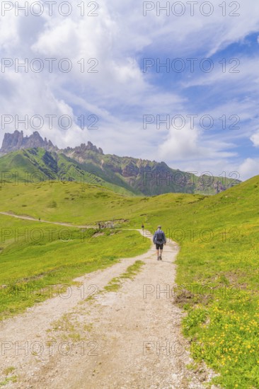 Hiker walking on a path through a green mountain landscape, Alpe di Siusi, Dolomites, South Tyrol, Italy